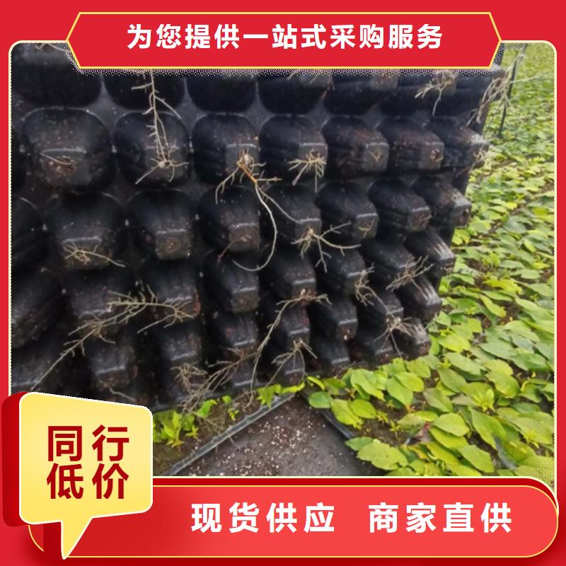 北美冬青-【桃树苗】货品齐全本地货源