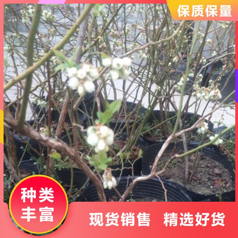 蓝莓苗桃树苗可定制有保障厂家货源