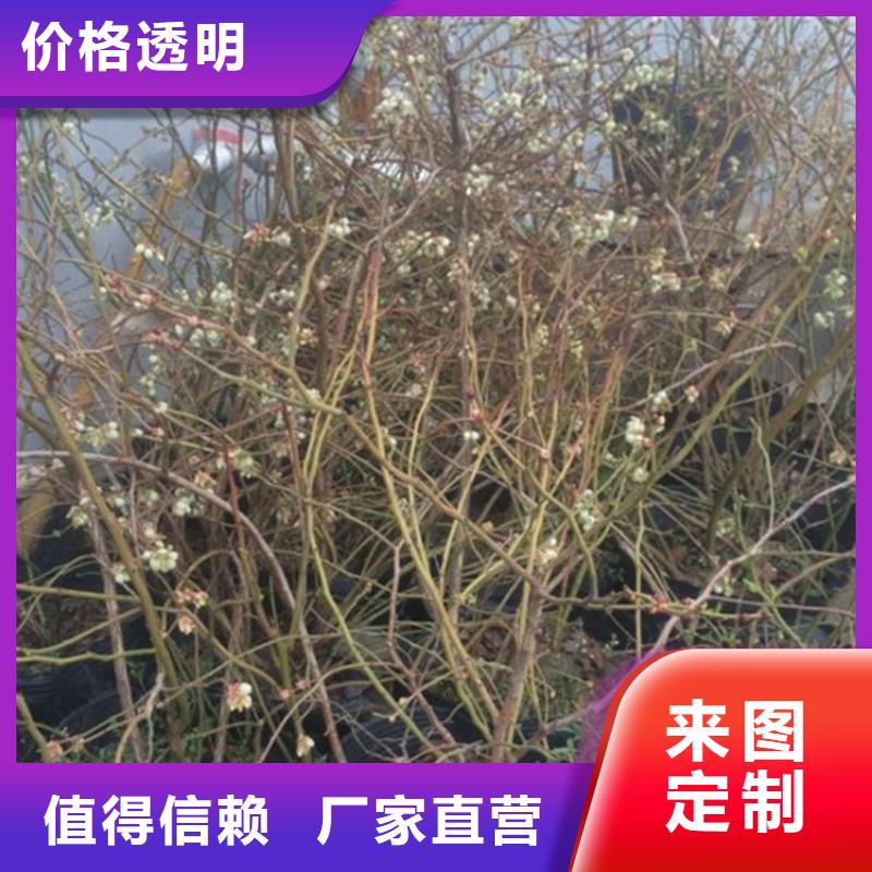 蓝莓苗【苹果苗】快速生产保质保量