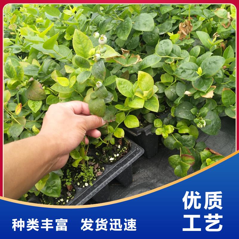 【蓝莓苗】,樱桃苗质检严格同城经销商