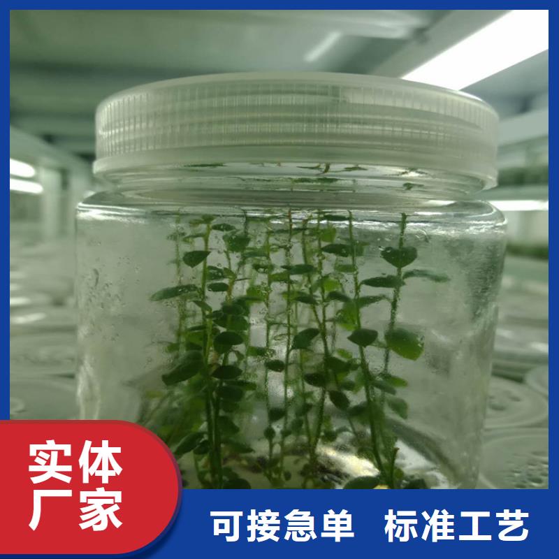 蓝莓苗苹果苗产地批发快速发货