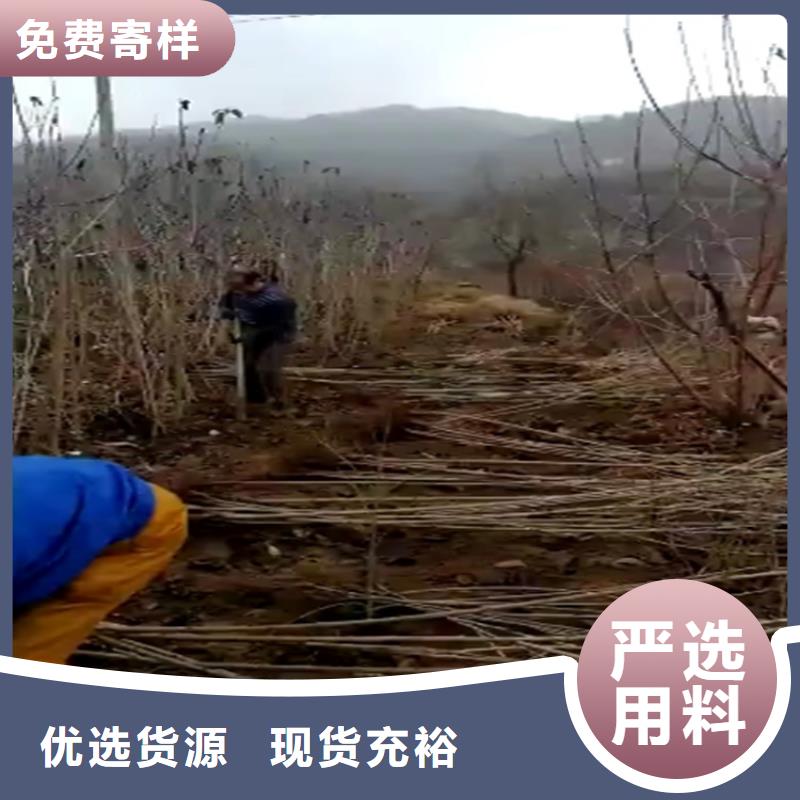 樱桃,花椒苗工艺精细质保长久货源直供