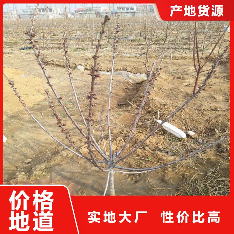 樱桃猕猴桃苗按需定制同城厂家