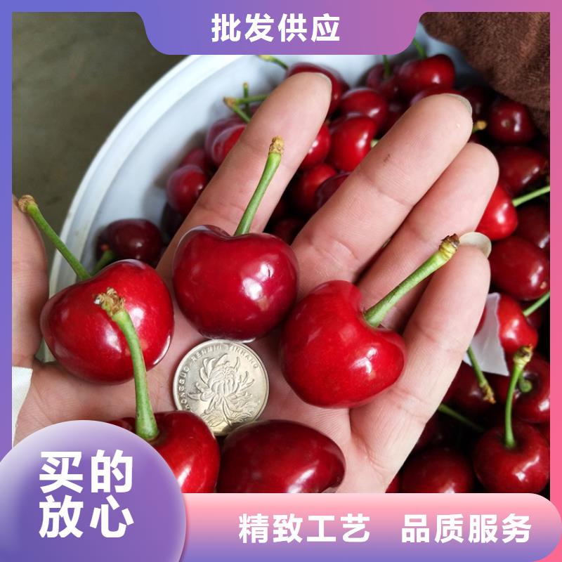 樱桃苹果苗支持定制贴心售后同城厂家