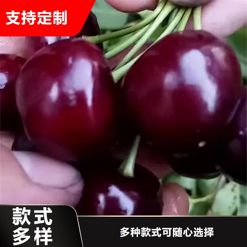 樱桃板栗苗多年经验值得信赖同城公司