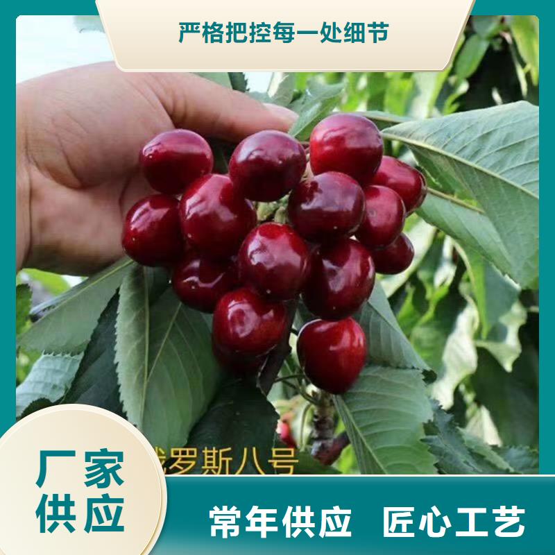 樱桃嘎啦苹果免费寄样专注细节使用放心