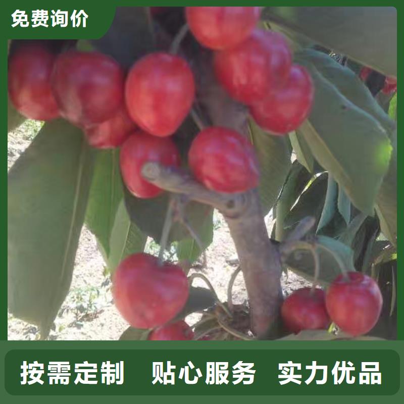 樱桃-【桃树苗】工厂直营本地生产厂家