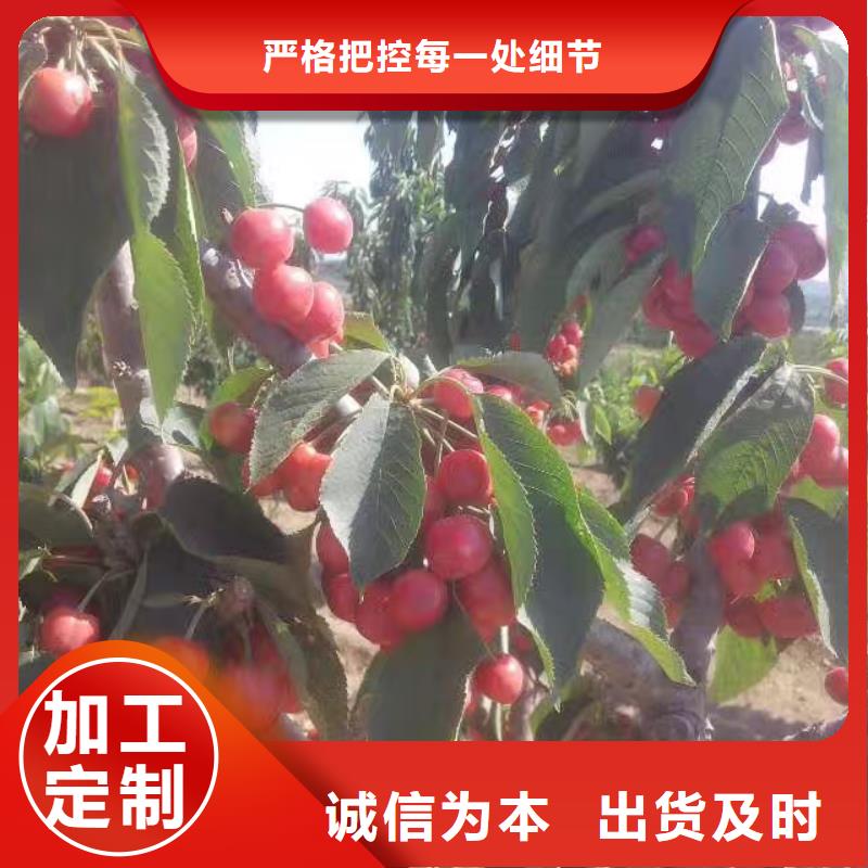 【樱桃】樱桃苗经验丰富品质可靠当地制造商