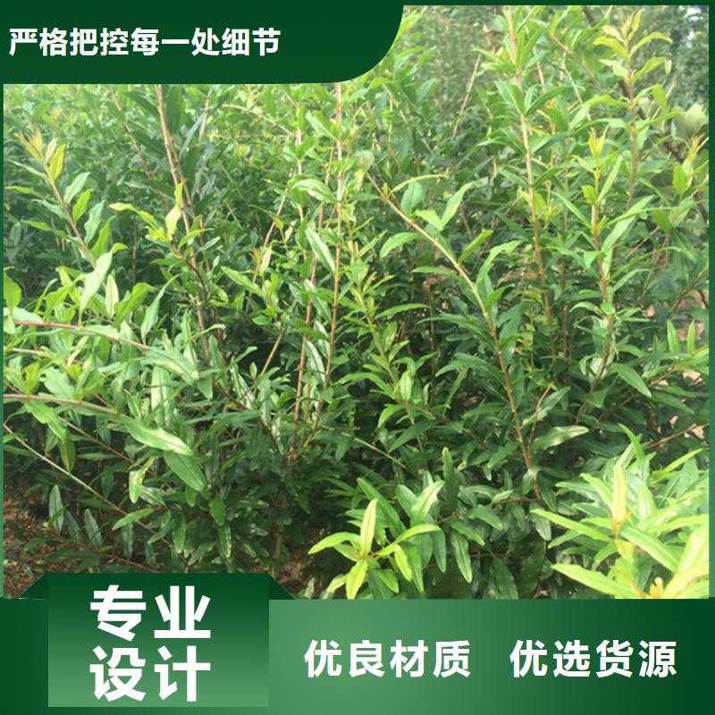石榴-苹果苗贴心服务同城公司