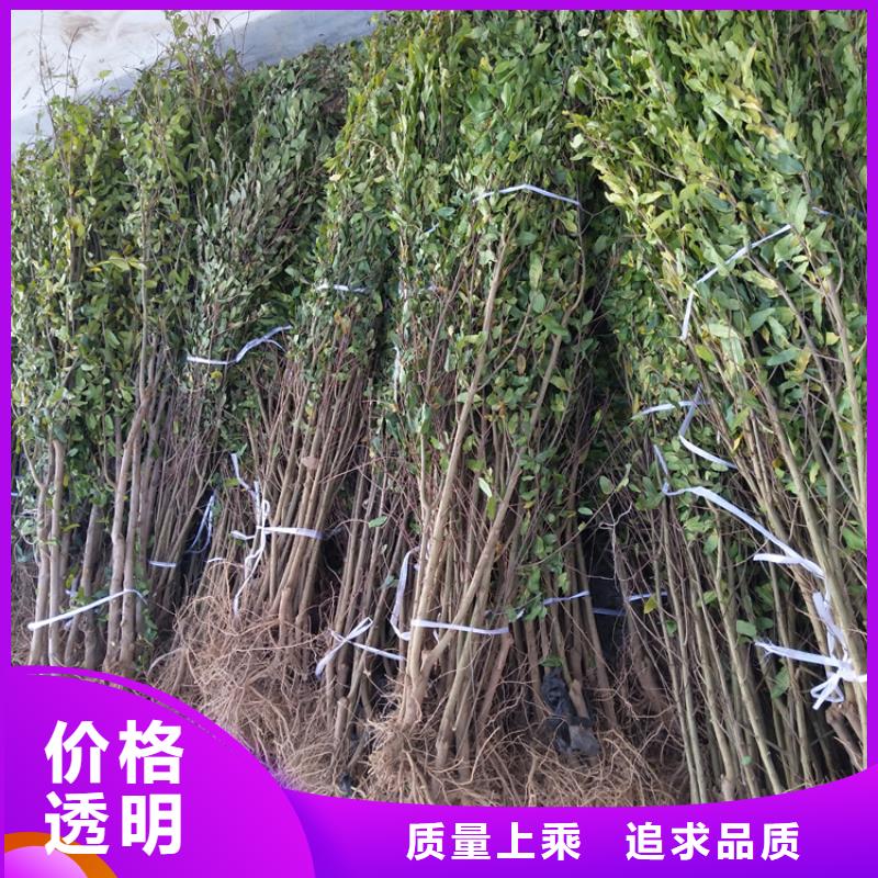 石榴北美冬青支持大批量采购工厂直销