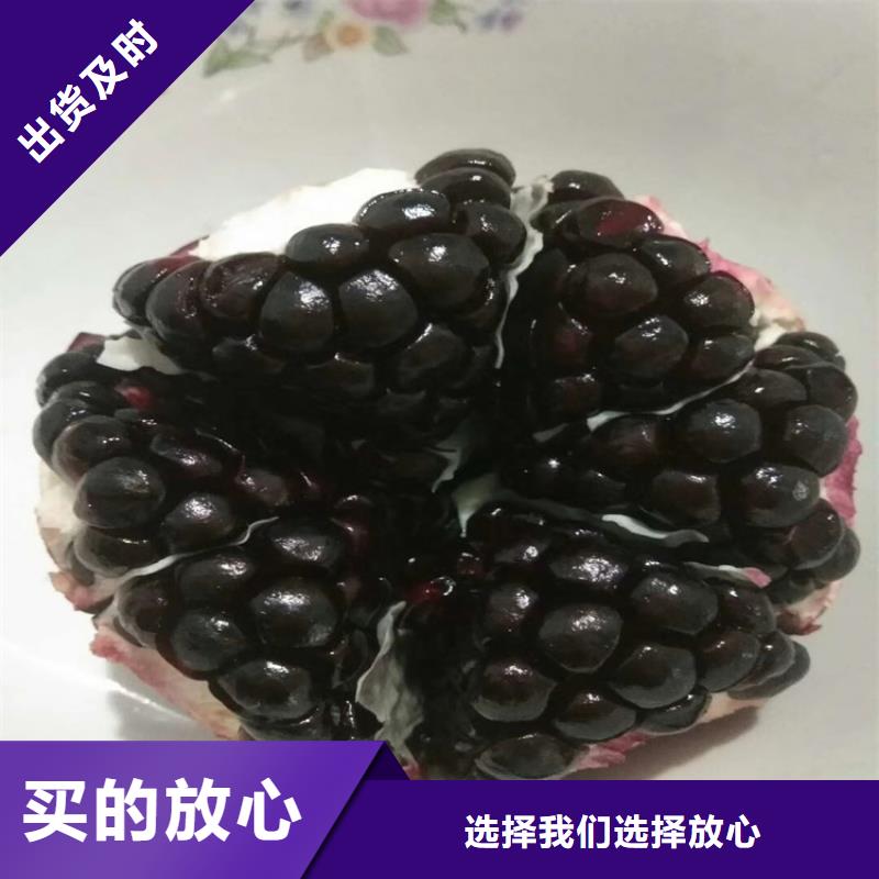石榴梨树苗诚信可靠当地供应商
