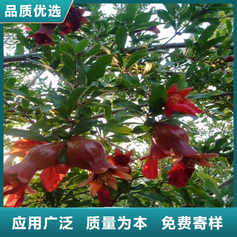石榴草莓苗保质保量定制不额外收费