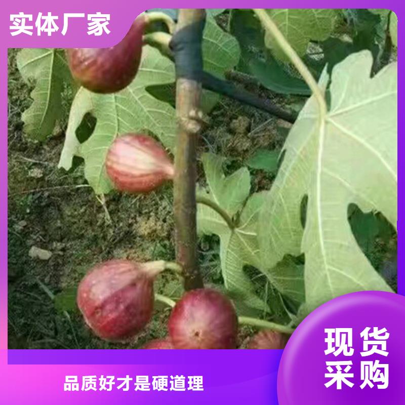 无花果玛瑙红石榴苗大厂家实力看得见匠心制造