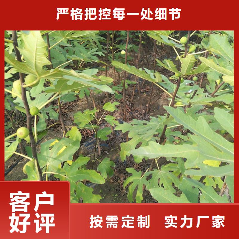 无花果樱桃苗当地厂家值得信赖同城生产商