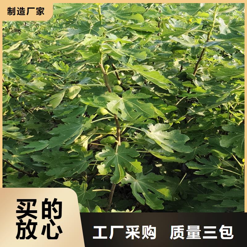 无花果苹果苗一站式供应厂家源头厂家直销