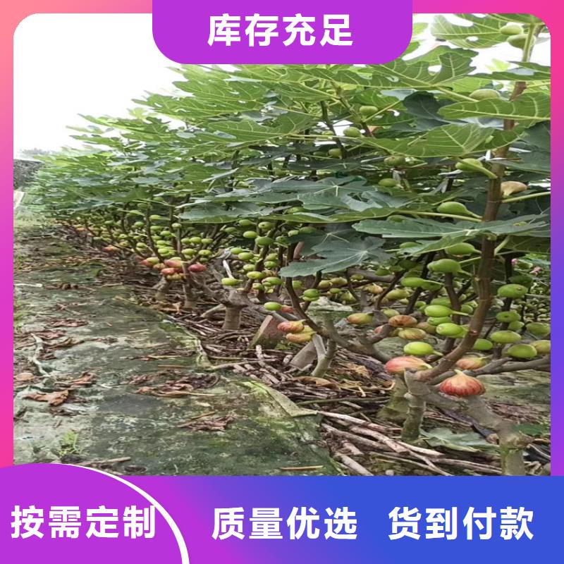 无花果-樱桃苗精品优选品质优选