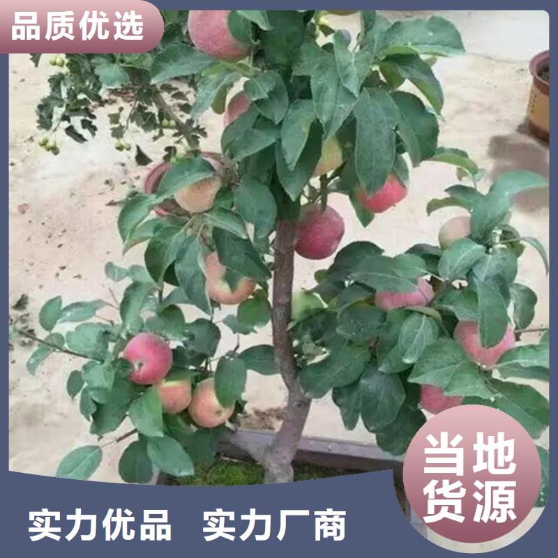 【苹果李树苗专业生产厂家】好品质选我们