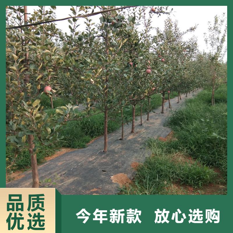 苹果_梨树苗厂家实力雄厚同城供应商
