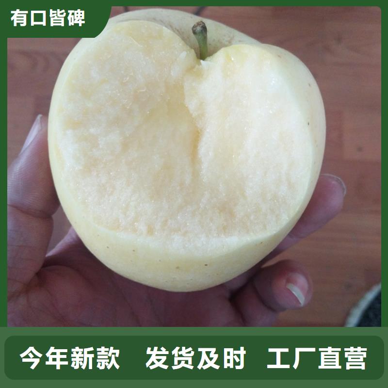 【苹果樱桃苗多种款式可随心选择】产品优势特点