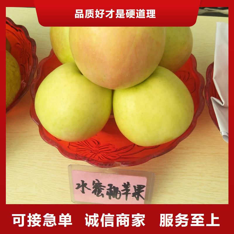 苹果红颜草莓厂家直接面向客户买的放心安兴用的舒心