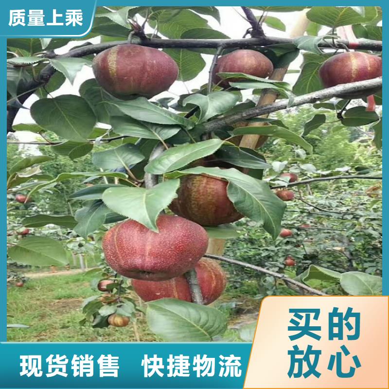 【苹果-蓝莓苗多种款式可随心选择】大品牌值得信赖
