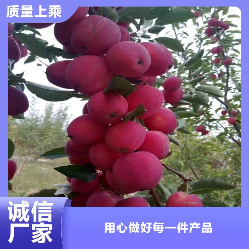 【苹果【蓝莓苗】好产品放心购】产品细节参数