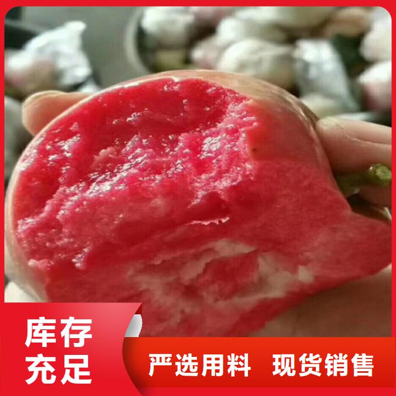 苹果,樱桃苗源厂直接供货老品牌厂家