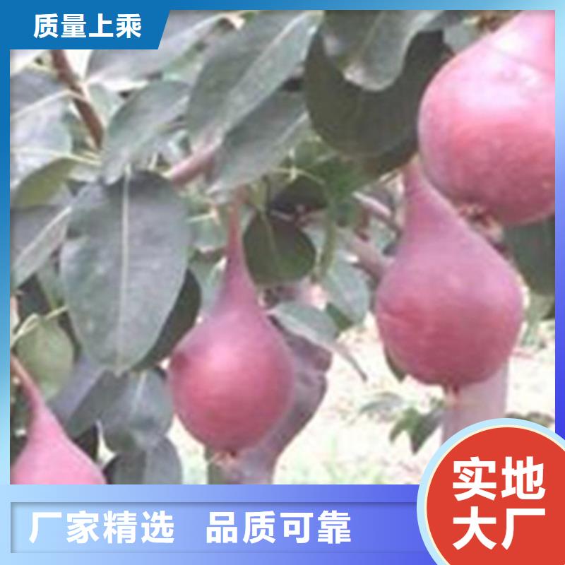 【梨树】-蓝莓苗品质保障售后无忧同城服务商
