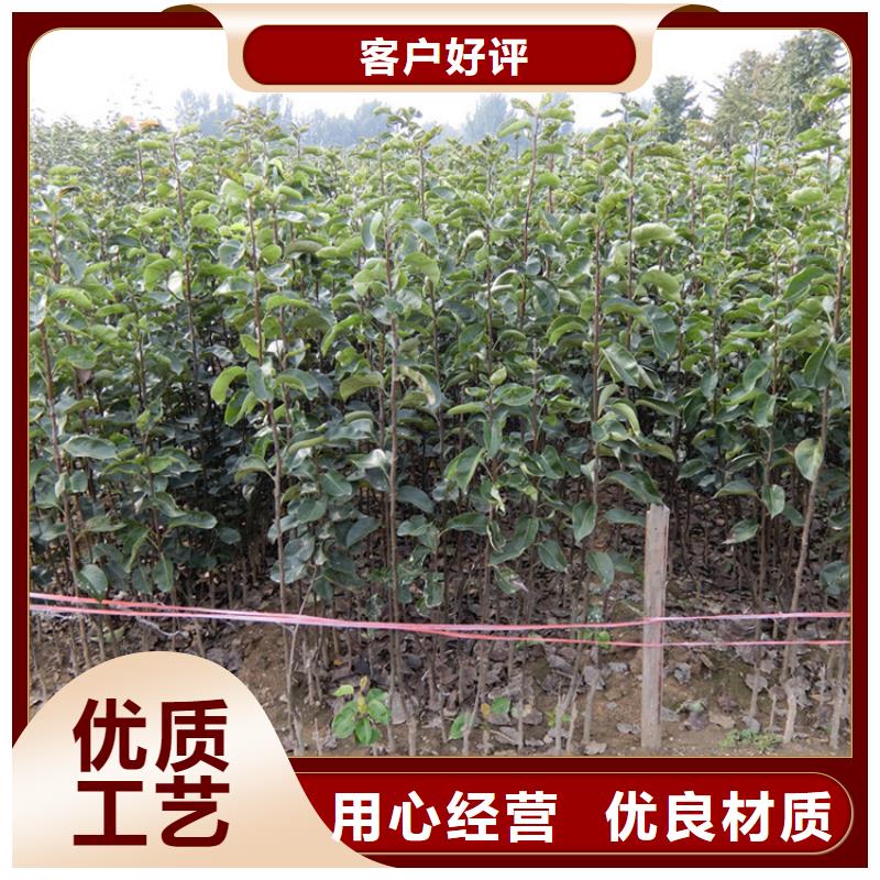 梨树西瓜苗多行业适用大品牌值得信赖