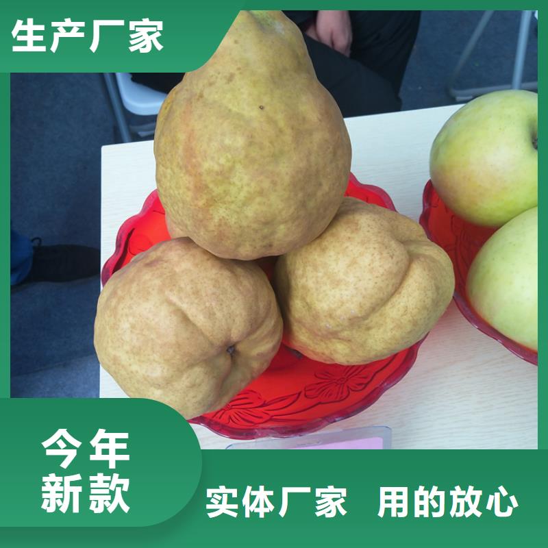 梨树,杏树苗销售的是诚信出厂严格质检