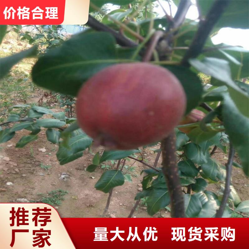 梨树,石榴树质量层层把关厂家直销规格多样