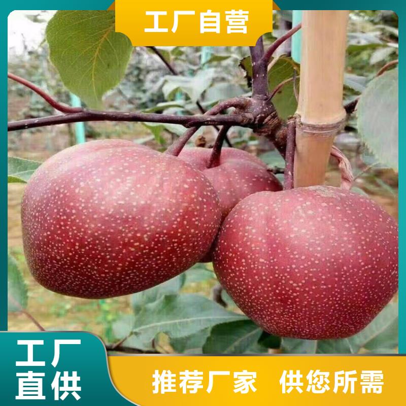 梨树桃树苗定制定做货源报价