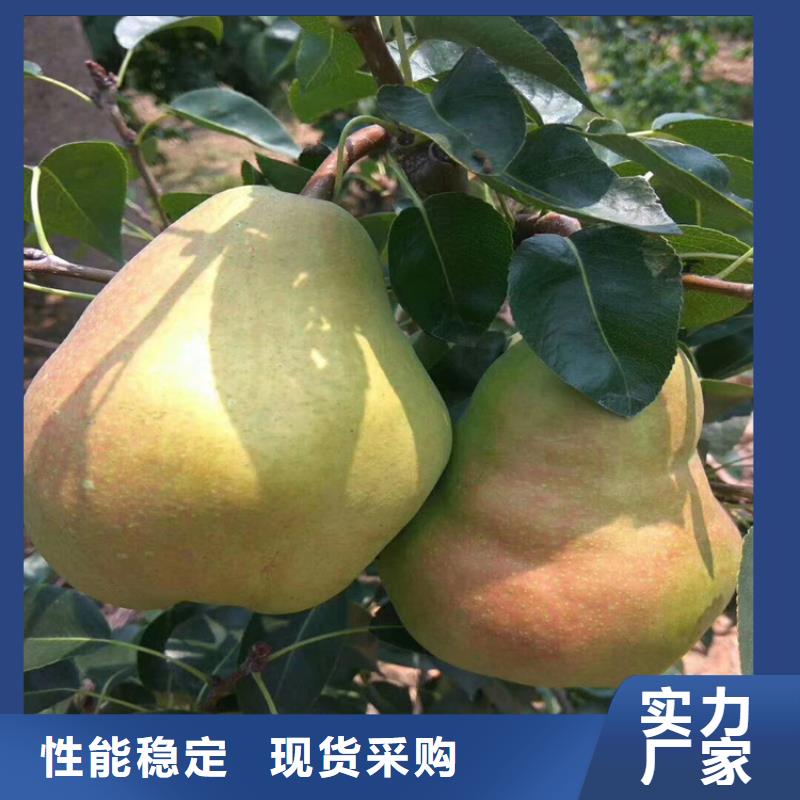 【梨树_樱桃苗品质商家】使用方法