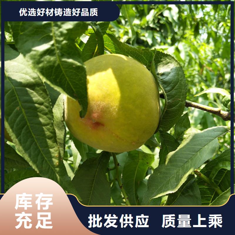 【桃_石榴树款式新颖】省心又省钱