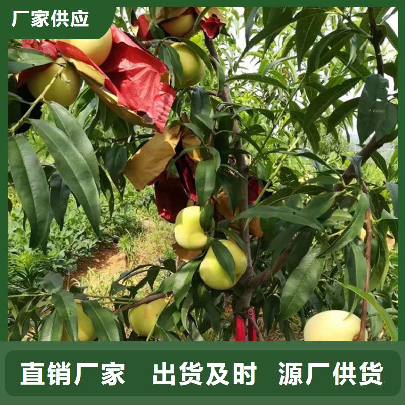【桃】蓝莓苗批发价格本地服务商