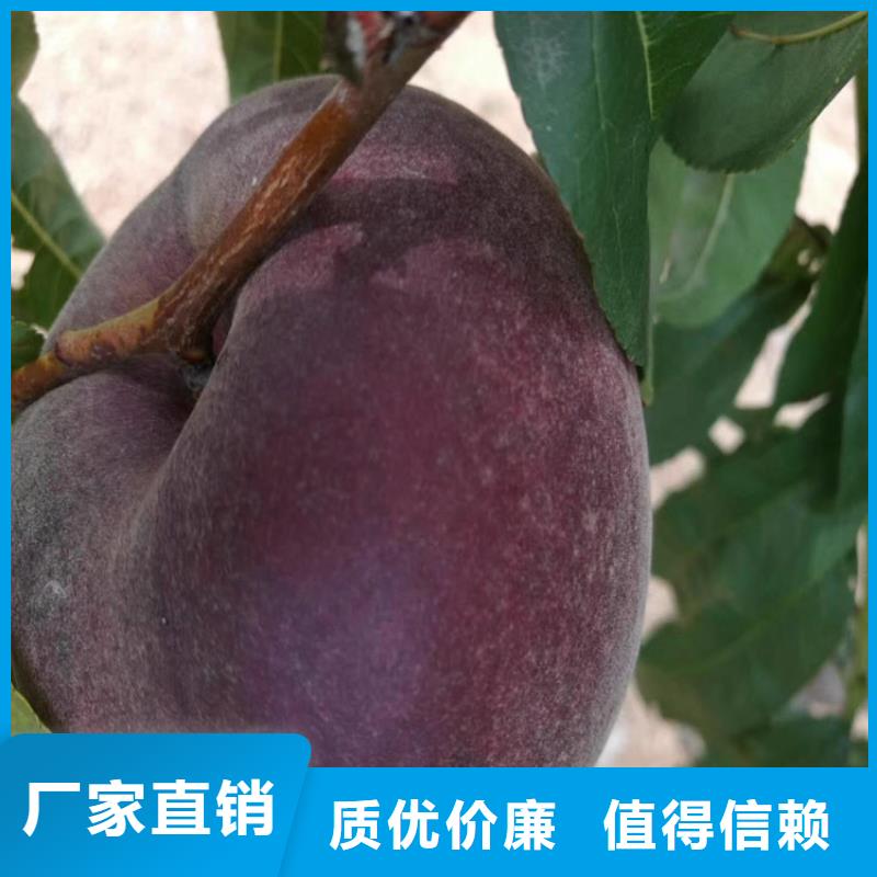 桃_樱桃苗专业生产厂家本地经销商