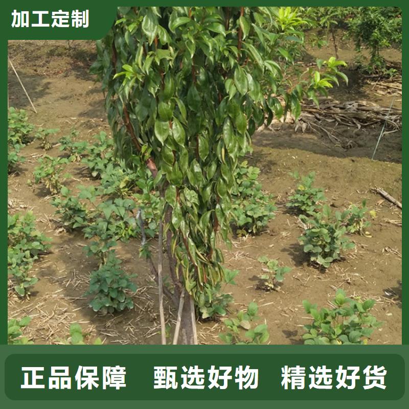 李子,桃树苗优良材质多种优势放心选择