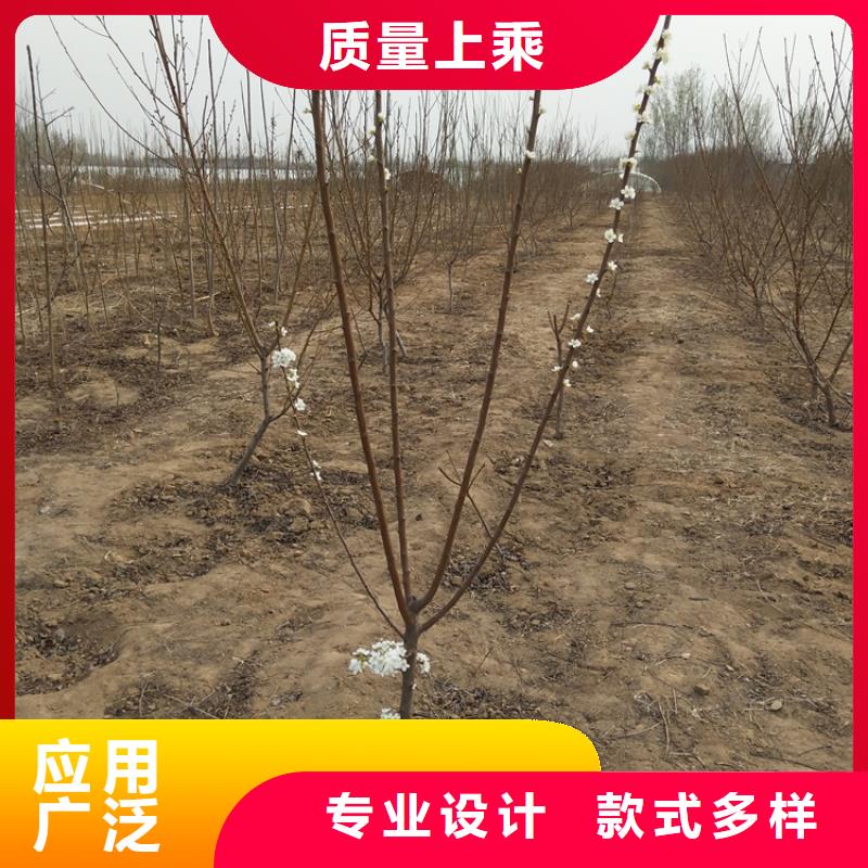 李子,3公分软籽石榴苗多种工艺厂家定制