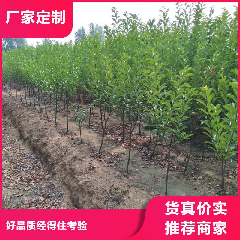 李子【杏树苗】产地采购优选厂商