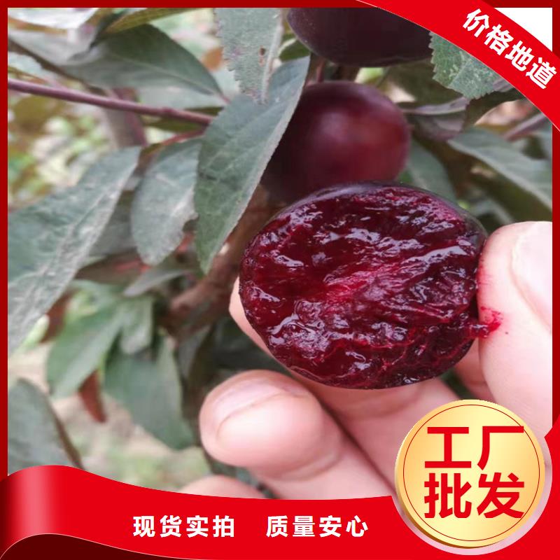 李子蓝莓苗为品质而生产品质商家