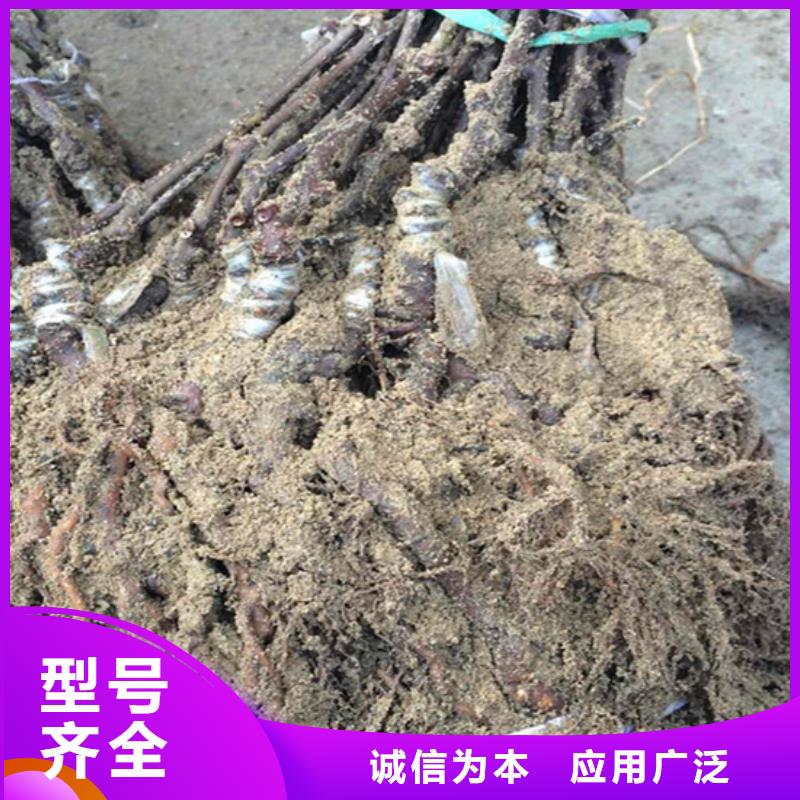 猕猴桃-樱桃苗源头工厂量大优惠同城厂家