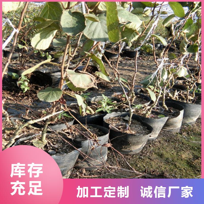 猕猴桃杏树苗多家仓库发货贴心服务