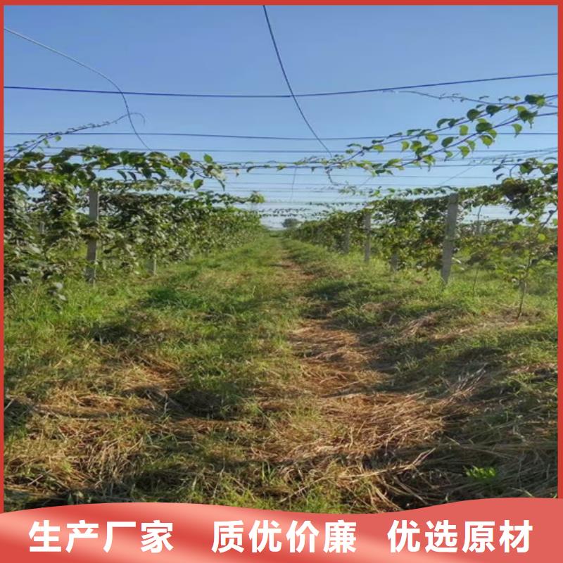 猕猴桃_【梨树苗】海量现货直销优质原料