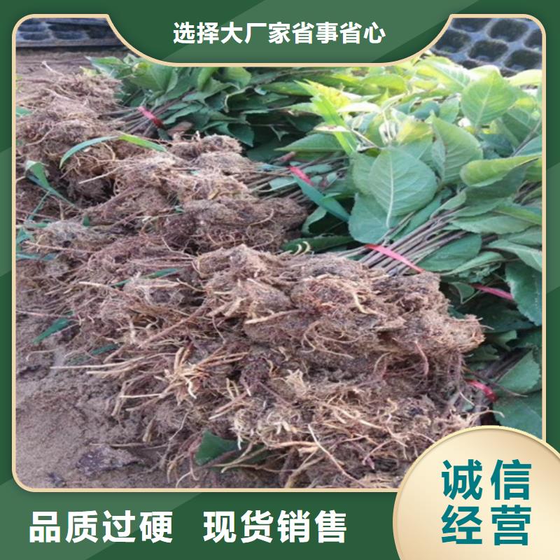 猕猴桃3公分软籽石榴苗不只是质量好快速发货
