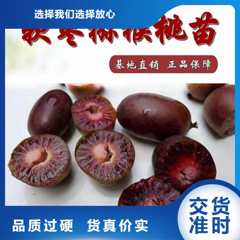 【猕猴桃苹果苗生产经验丰富】本地制造商