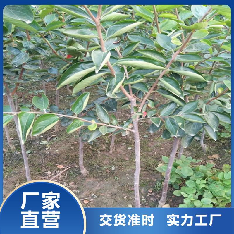 【柿子】石榴苗出厂严格质检快速发货