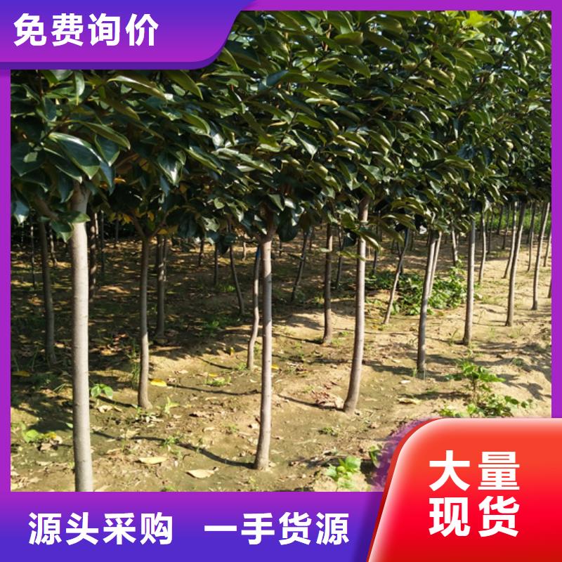 柿子,【苹果苗】当地厂家值得信赖同城经销商