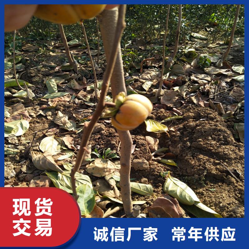 柿子板栗苗用品质说话一站式供应厂家