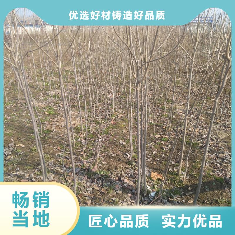 柿子樱桃苗定制批发当地供应商