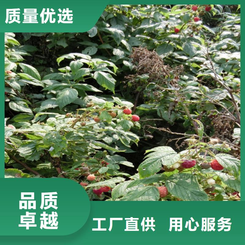 树莓樱桃苗批发价格好品质售后无忧